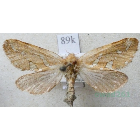 Phymatopus hecta (Linnaeus, 1758) male Krótkowąs paprotnik Czech79k